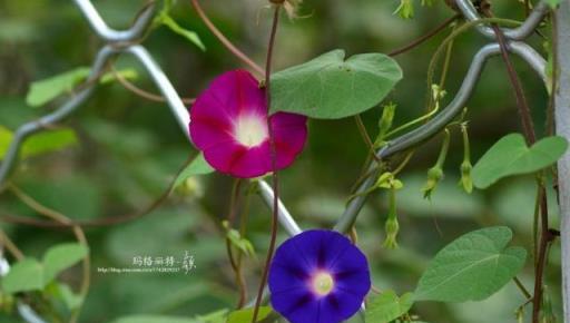 牽牛花，你開花的樣子很美好 | 植物筆記