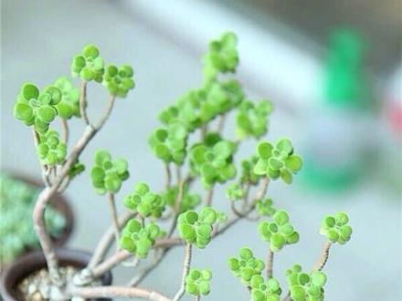 家裡有「碰碰香」的花友進來看看，養好碰碰香其實很簡單