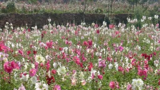 4種花像「野花」，可以「靠天養」，不管也能花開滿陽臺