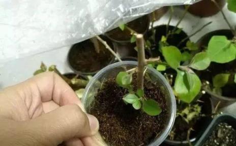 秋季花卉扦插生根技巧，20種常見花卉的繁殖方法-imomo植物識別