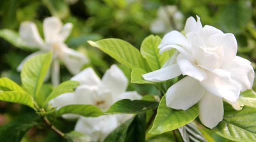 為什麼修剪後的茉莉花不開花，如何讓茉莉花新芽不停，花開不斷