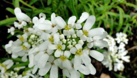 6種家養花卉，四季都開花，春夏秋冬不落敗