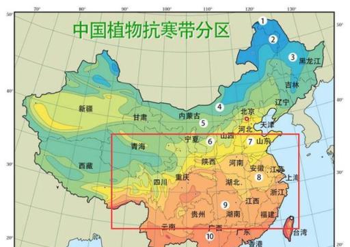 你家藤本月季耐寒或耐熱嗎？一文搞懂藤本月季地栽的基本要求