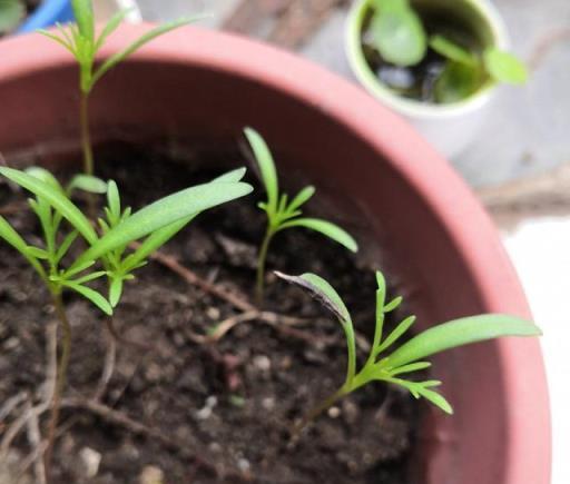 5種「小花」，發芽率99%，漂亮好養，開花滿盆，這樣的陽臺好美