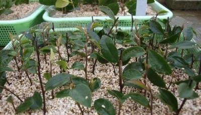 扦插植物生根慢？教你自制4種「生根水」，植物生根快、成活率高