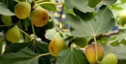 營養高味道甜，無花果種家裡，一根枝結果五斤多，家裡人吃不完