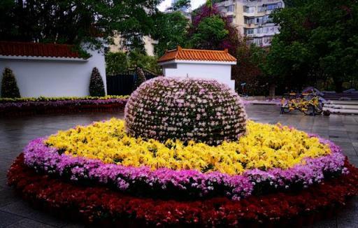 蒿草嫁接菊花教程，嫁接菊花不求人