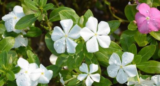 夏日養花技巧，輕鬆打造長春花大花球