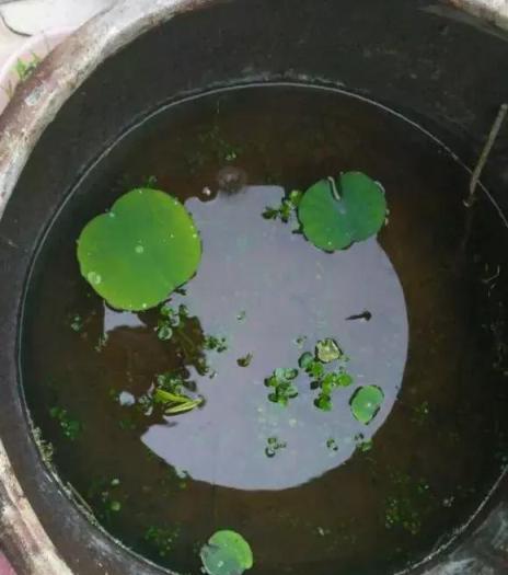 老家的水缸拿來種蓮藕，沒想到長了太多吃不完