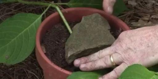 學會用壓條繁殖植物，就感覺播種和扦插植物弱爆了，你喜歡哪種？