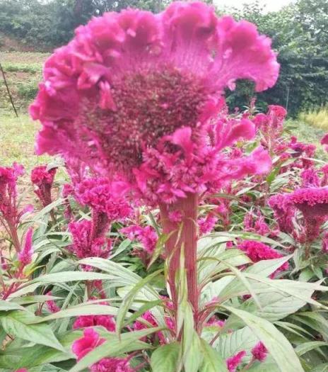 4種花像「野花」，可以「靠天養」，不管也能花開滿陽臺