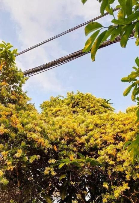 陽臺養3種花，夏天摘片葉子泡水喝，散寒防感冒，身體更健康