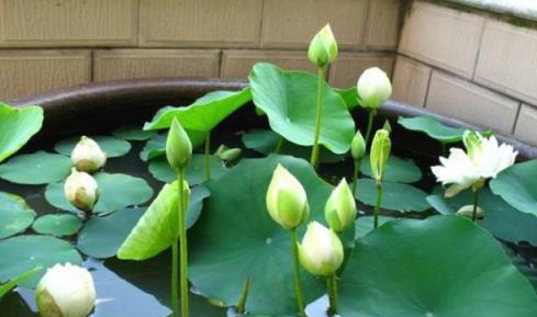 養碗蓮，有關鍵「2點」，花盆夠大，開花一朵又一朵，又大又紅豔