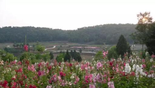 4種花像「野花」，可以「靠天養」，不管也能花開滿陽臺