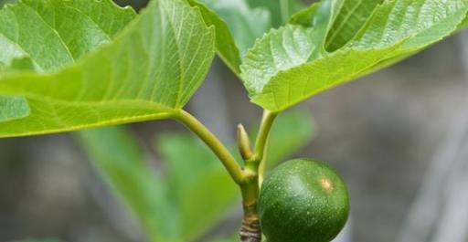 無花果生根能力強！3步完成扦插育苗，來年幼樹就掛果