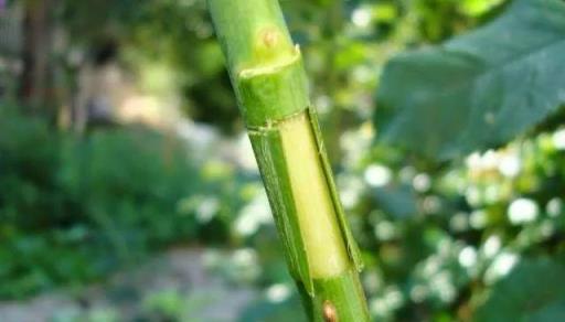 學會用壓條繁殖植物，就感覺播種和扦插植物弱爆了，你喜歡哪種？