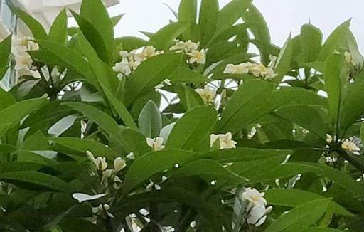 形似桅子，香似茉莉，沁人肺腑的雞蛋花