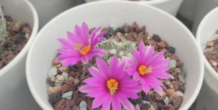 仙人球播種技巧，培育健康幼苗，實現花開爆盆