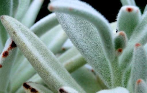 家裡的植物不清潔，給多少肥都不管用，你家植物多久清洗一次呢？