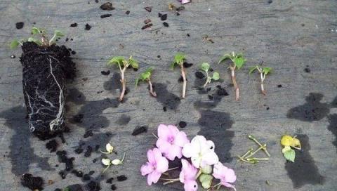 朋友的鳳仙花要修剪，剪的枝條浸泡水裡生根，很快養成健壯植物