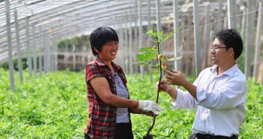 無花果生根能力強！3步完成扦插育苗，來年幼樹就掛果