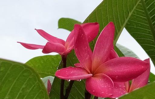 形似桅子，香似茉莉，沁人肺腑的雞蛋花