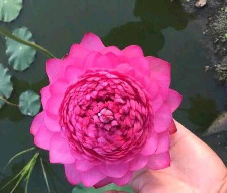 養碗蓮，有關鍵「2點」，花盆夠大，開花一朵又一朵，又大又紅豔