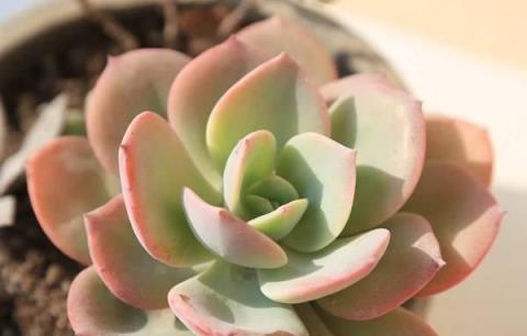 秋日精選，5款美觀易養的多肉植物推薦