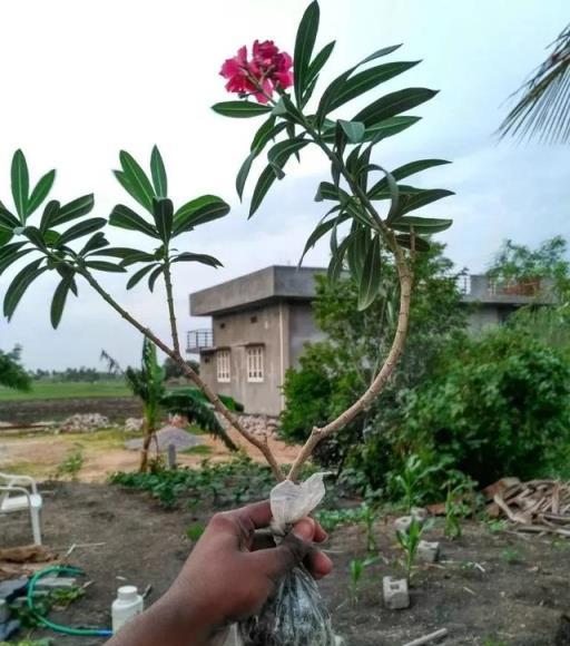 學會用壓條繁殖植物，就感覺播種和扦插植物弱爆了，你喜歡哪種？