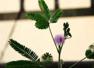 臥室養花注意事項，避免這10種不適宜的花草