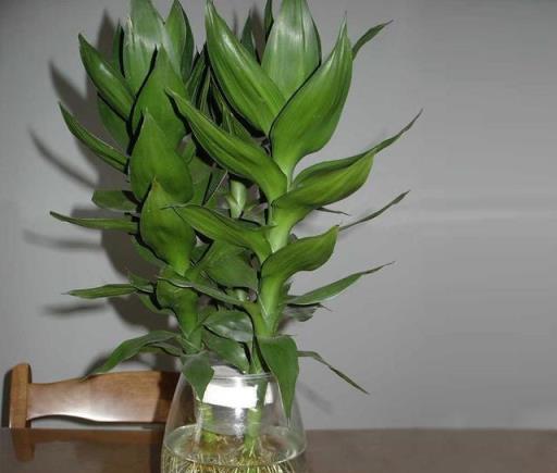 除了文竹，這幾種「君子竹」也要養，盡顯主人品質寓意好-imomo植物識別 