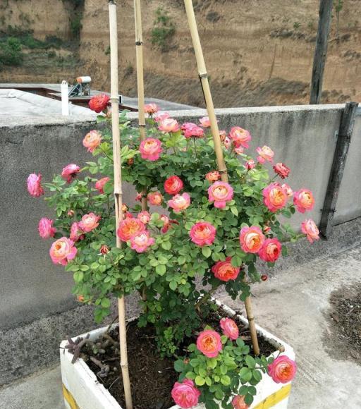 花期最長的藤本植物，全年開花，花色絢麗，種植簡單，陽臺也能養