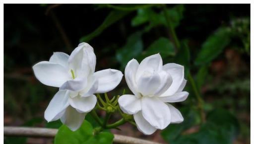 為什麼修剪後的茉莉花不開花，如何讓茉莉花新芽不停，花開不斷