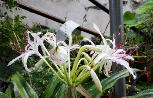 佛經規定這種花寺院裡必須有，是「五樹六花」之一