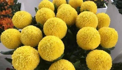 秋高氣爽養「菊花」,順應時節,一掐一肥,菊花個個爆花球