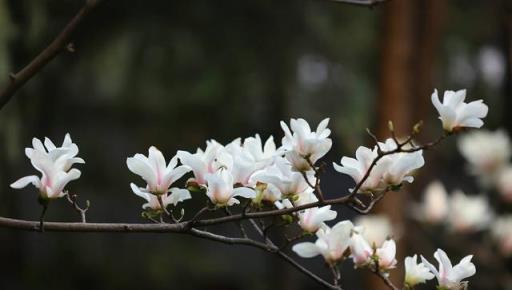 庭院「辟邪」木，和一些「增福增壽」風水花卉植物，你都瞭解嗎？