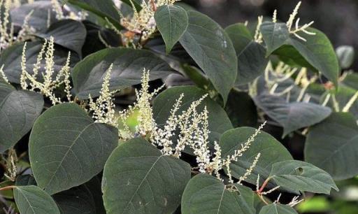 農家小院裡一旦發現這種植物在生長，都會立即把它剷除，危害太大