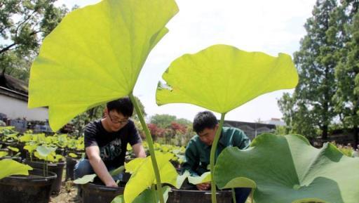 秋天碗蓮葉片發黃別急，做好4件事，長出滿盆大白藕