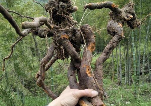 農家小院裡一旦發現這種植物在生長，都會立即把它剷除，危害太大