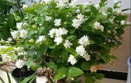 新買茉莉花滿枝？3個「不要」嬌貴養，秋天開成「爆花神器」