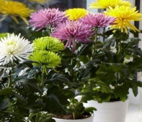 秋高氣爽養「菊花」,順應時節,一掐一肥,菊花個個爆花球