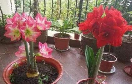 家庭養花優選，4種易養觀賞花卉推薦