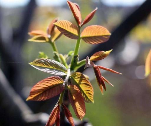 庭院「辟邪」木，和一些「增福增壽」風水花卉植物，你都瞭解嗎？