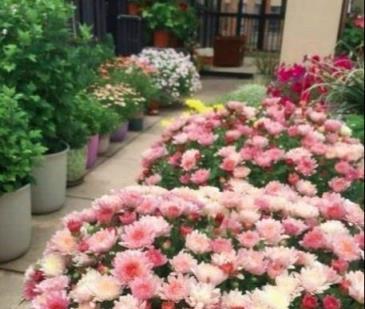 秋高氣爽養「菊花」,順應時節,一掐一肥,菊花個個爆花球