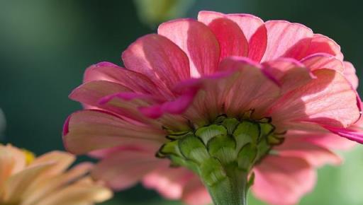 帶著「步步高昇」的好意頭，這種花一開就是100天，好養易開花