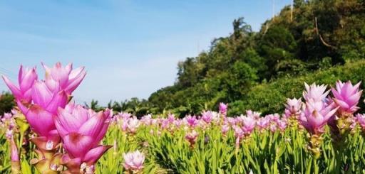 這花從泰國來，好看又好養，人稱「姜荷花」，令人難以忘記