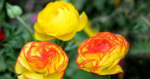 葉子像芹菜，開花賽牡丹，這花名叫「芹菜花」，再土也能給你驚喜