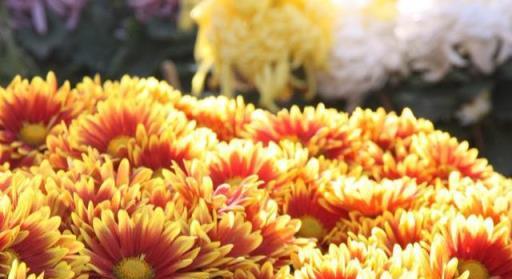 秋高氣爽養「菊花」,順應時節,一掐一肥,菊花個個爆花球