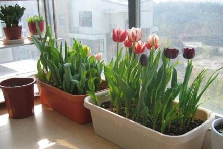 家庭養花優選，4種易養觀賞花卉推薦