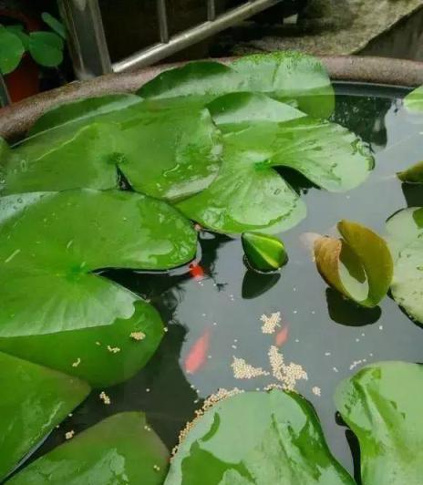 農村撿上一點「老物件」養花，驚豔所有人